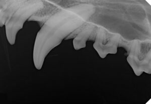 ce approved original handy size 4 vdr0507 ga0 dental x ray sensor large size veterinary sensor for medium and large dogs