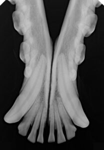 ce approved original handy size 4 vdr0507 ga0 dental x ray sensor large size veterinary sensor for medium and large dogs